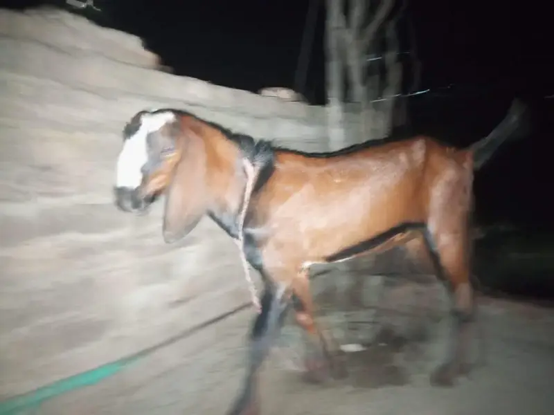 bakra for sale ( sadqa k liay ) — photo 4