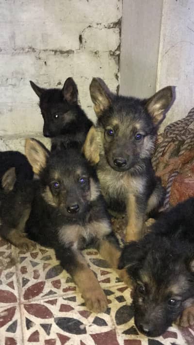 German shepherd