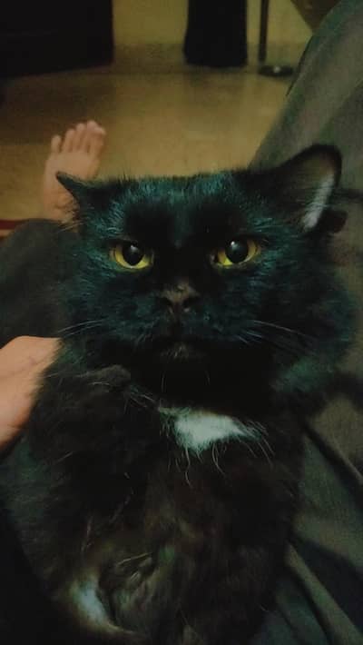 i am sellig my cat just bcz moving to out of country