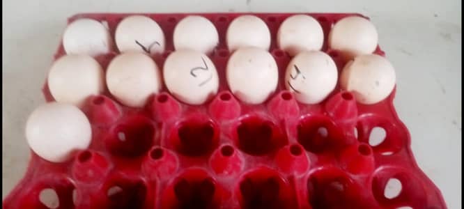 Paper white heera aseel fertile eggs fr sale