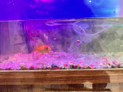 Aquarium