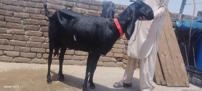 Ambartasri breeder goat