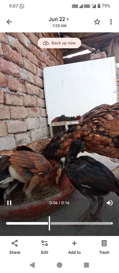 aseel chiks per piece 1000