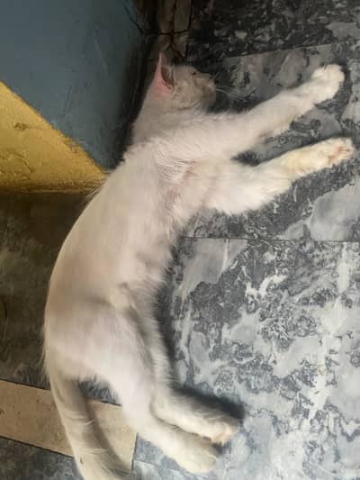 Cat for sell 03009610034