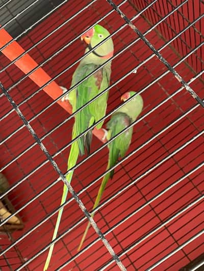 Raw parrot