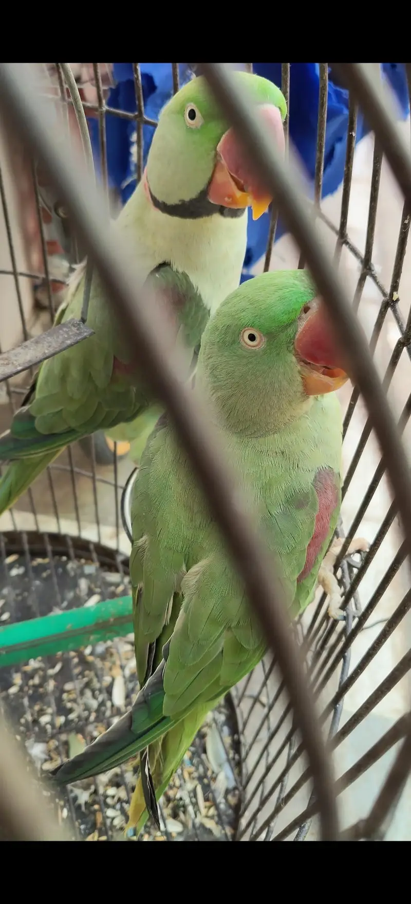 Raw breeder wild Pair female moody talking
