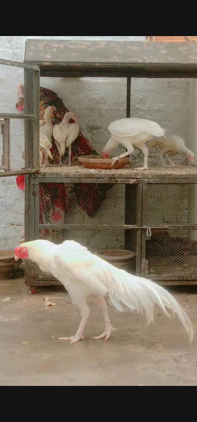 paper with aseel jora/ and chicks
