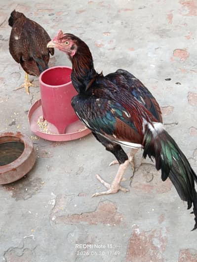 pure home breed aseel pair for sale