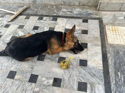 Home breed german shepherd female puppy for sale