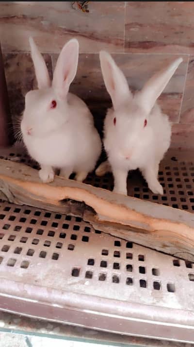 White Rabbit