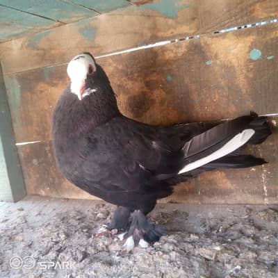 black mukhi breeder male