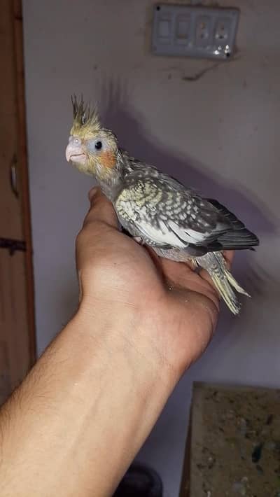 cocktail chicks for sale best age for hand tamed