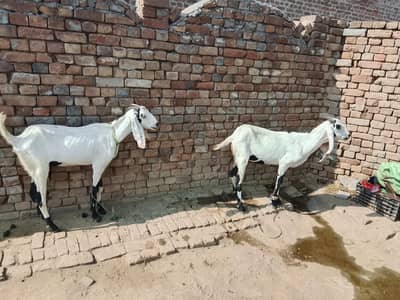 2 GOATS FEMALE