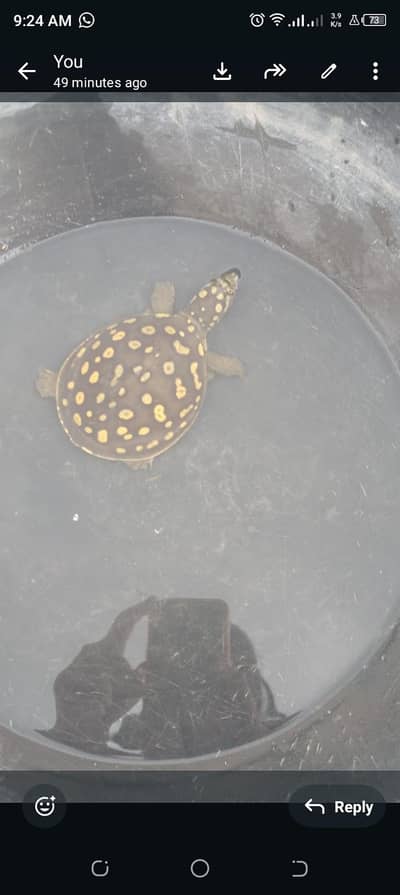 turtle