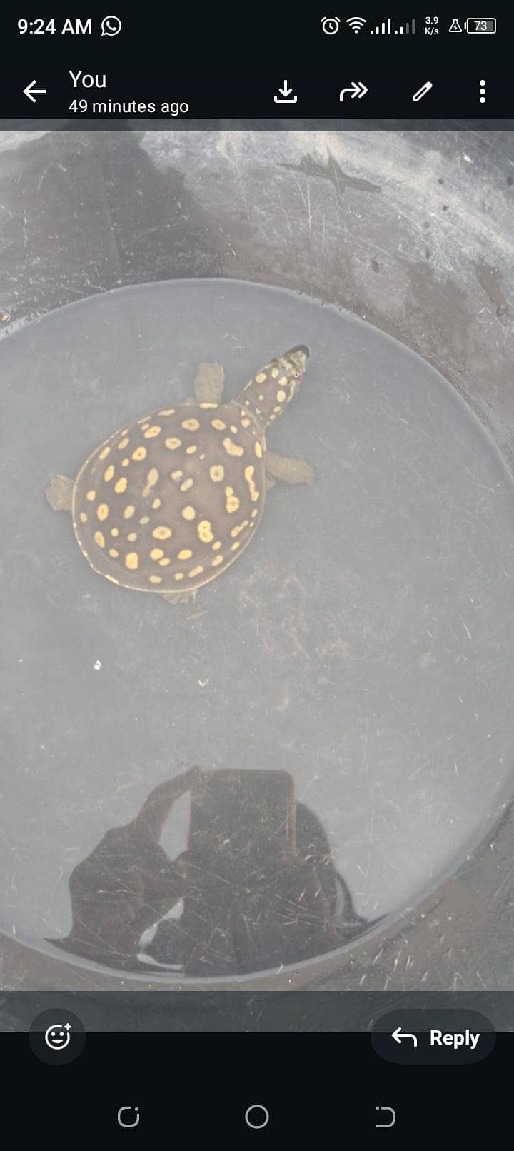 turtle 0