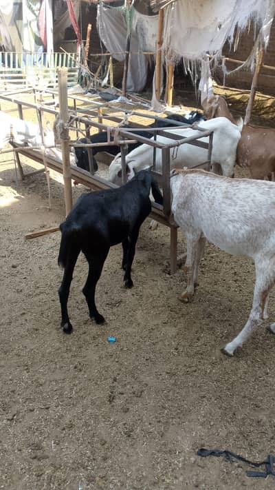 14 goats (Bakrian) for Sale
