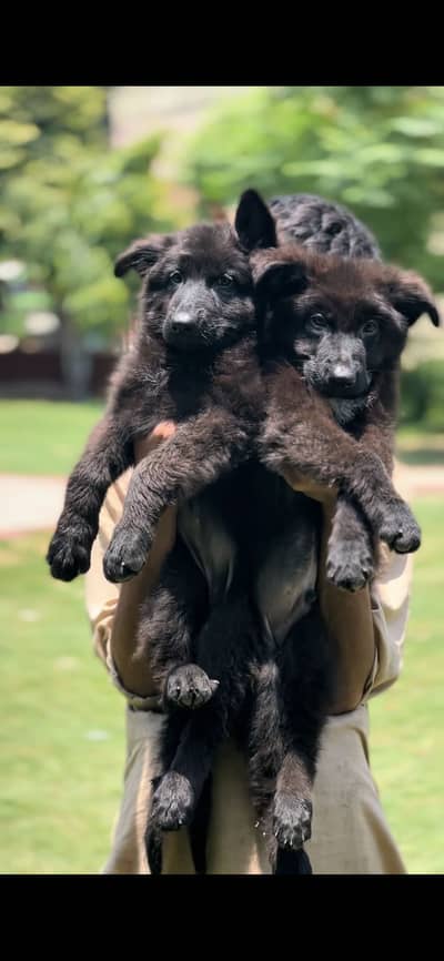 German shepherd puppies (pedigree)