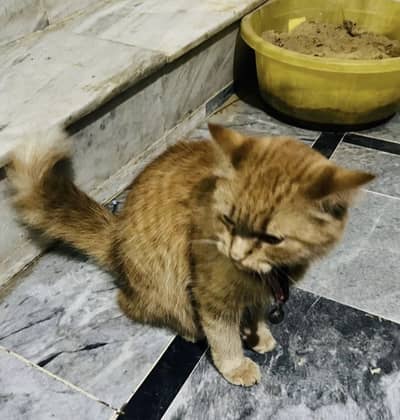 Cat female