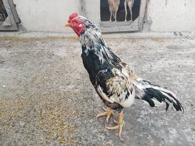 Aseel Breeder