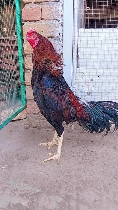 Aseel Mianwali breeder lakha