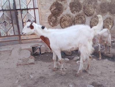 Gaban bakri