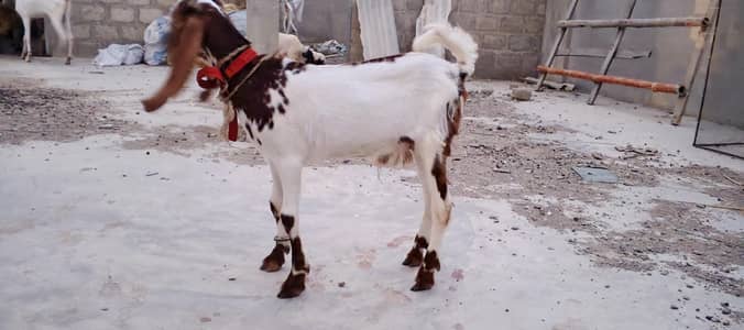 Tota pori bacha