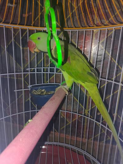 kashmiri ram parrot