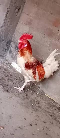 Golden misri hen top quality fiter hen