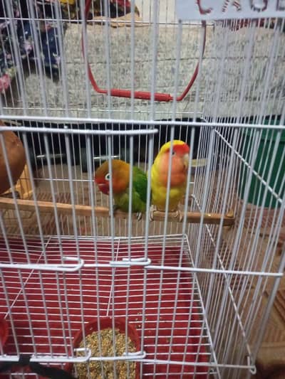 "Love Birds Pair with Cage for Sale"