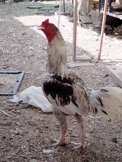 Cock For Selling