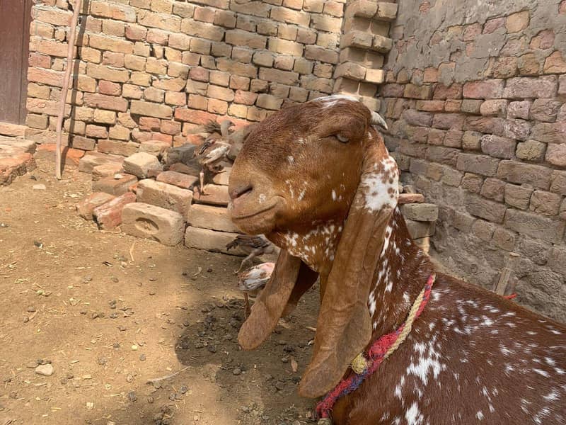 چینی مکھی 1