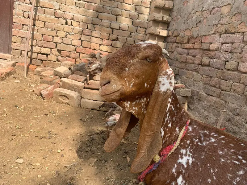 چینی مکھی — photo 2