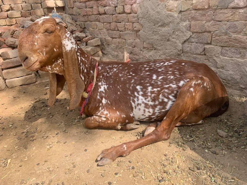 چینی مکھی 2