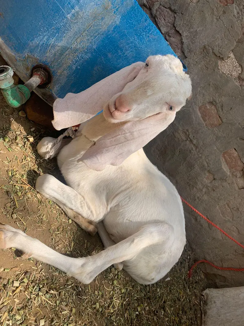 چینی مکھی — photo 4