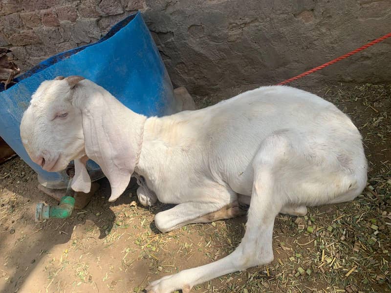 چینی مکھی 4