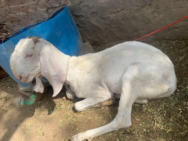 چینی مکھی — photo 5