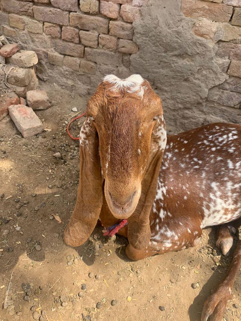 چینی مکھی 5
