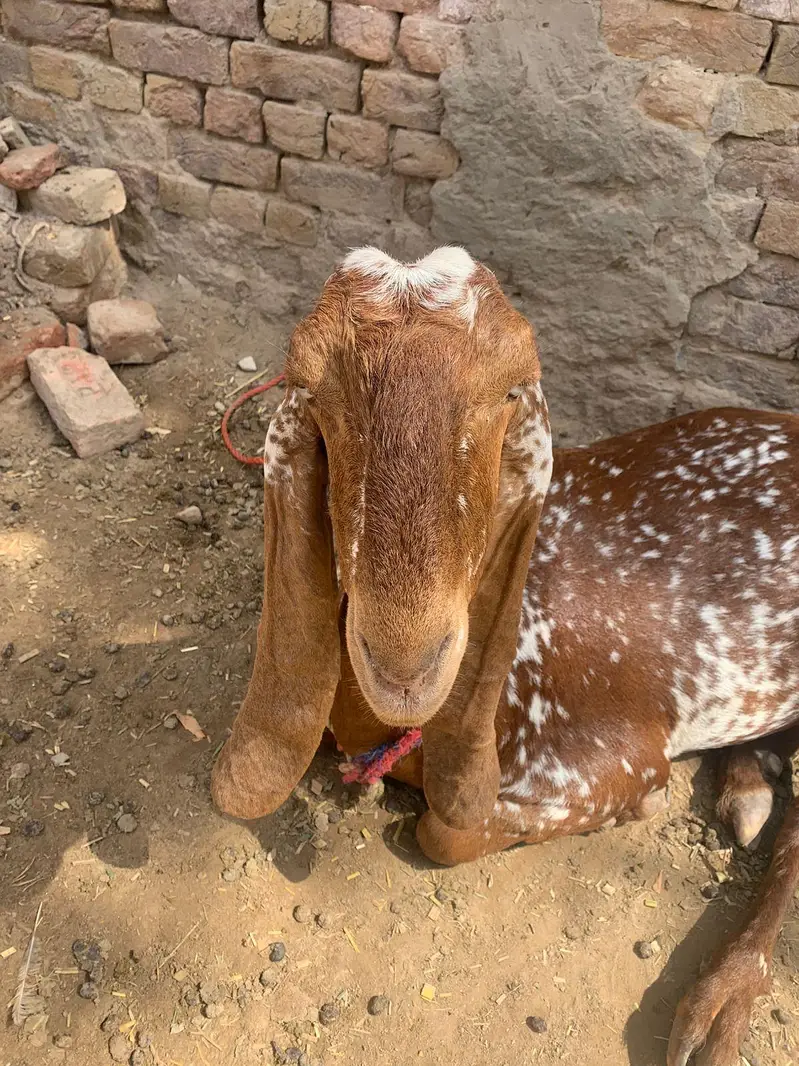 چینی مکھی — photo 6