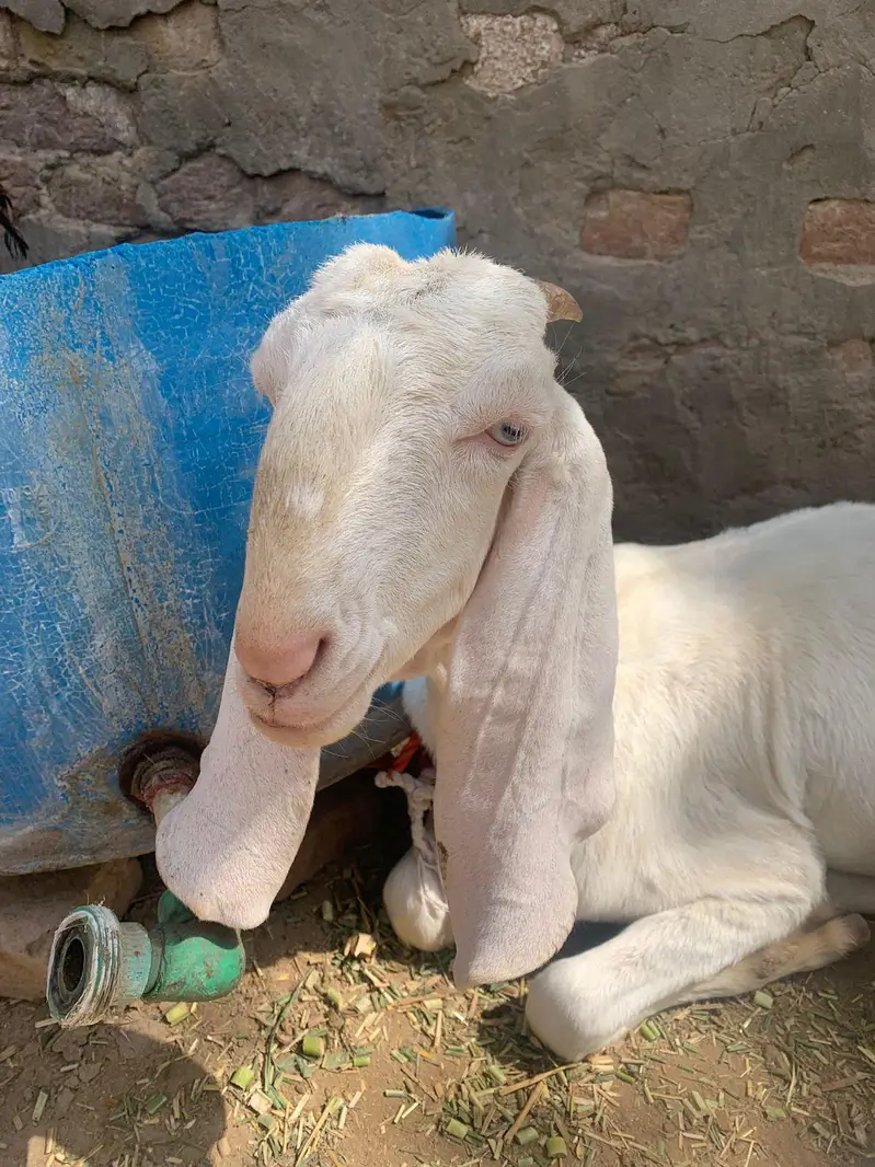 چینی مکھی — photo 7