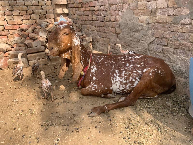 چینی مکھی 7