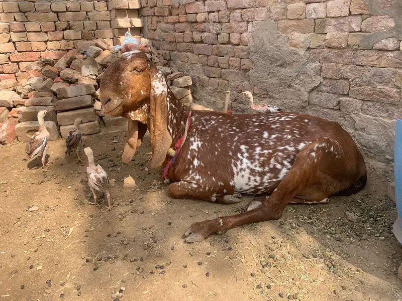 چینی مکھی — photo 8