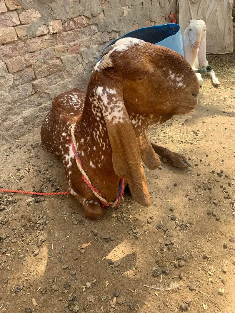 چینی مکھی — photo 9