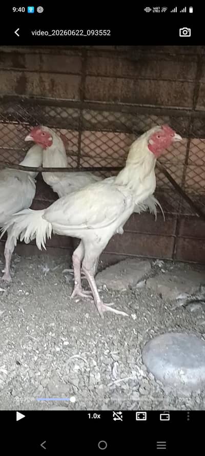 Heera mix aseel pathay