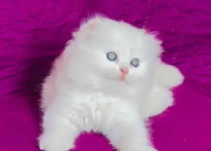 (Persian female kitten) (for sale all) (Pakistan delivery available)