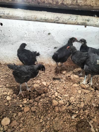 Australorp  chicks