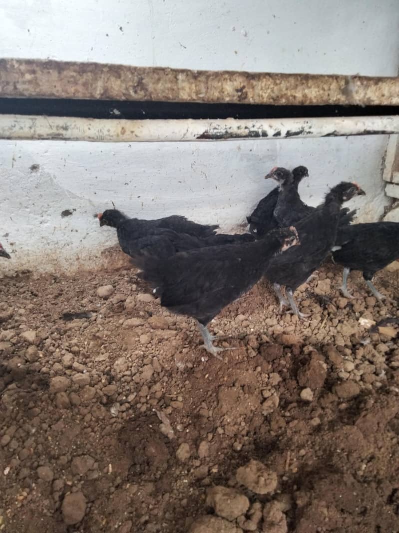 Australorp  chicks 1