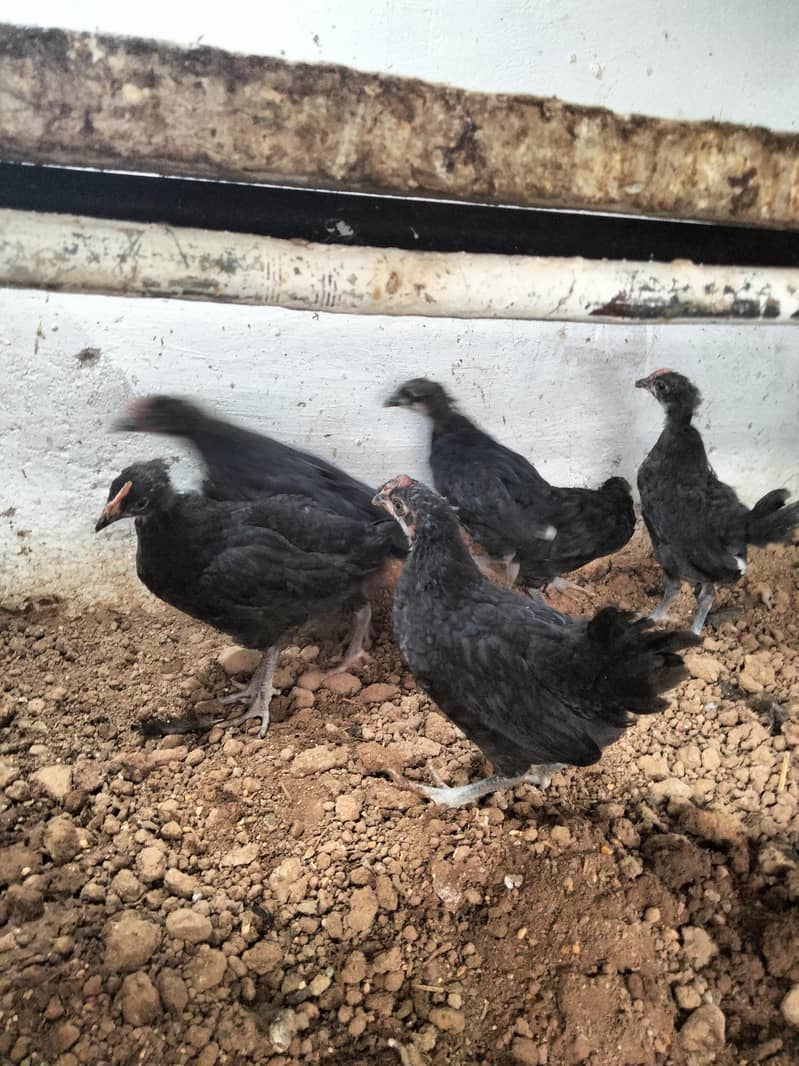 Australorp  chicks 2