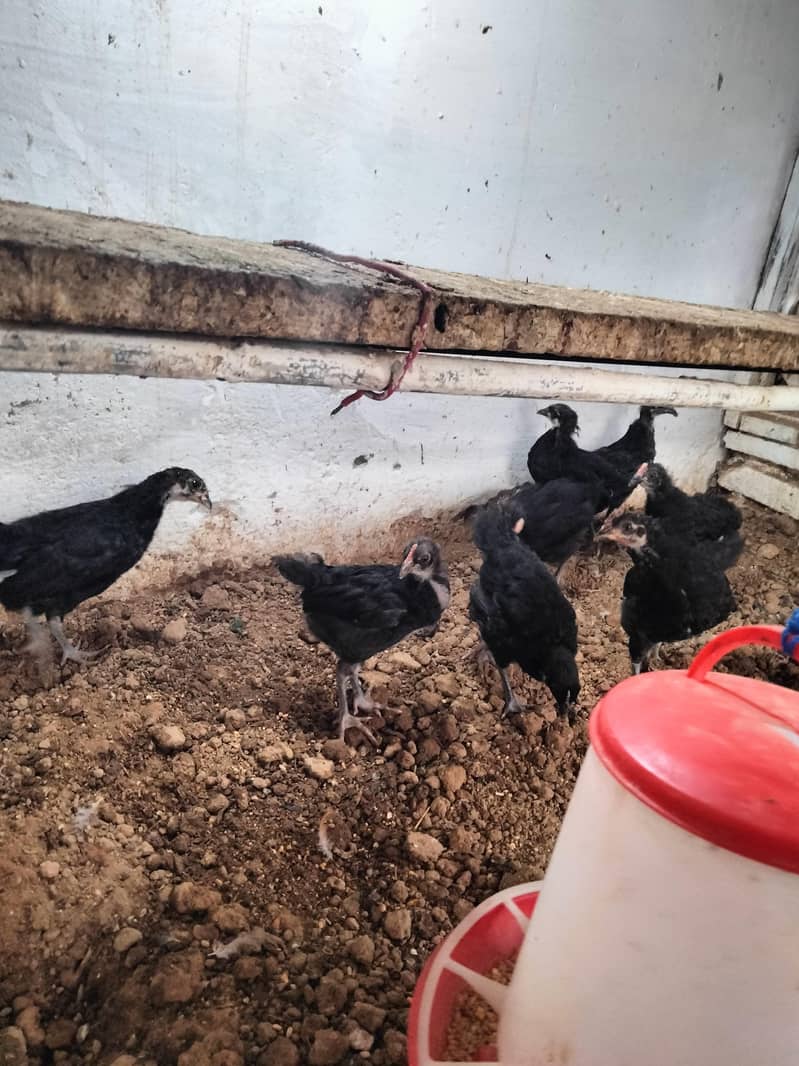 Australorp  chicks 3