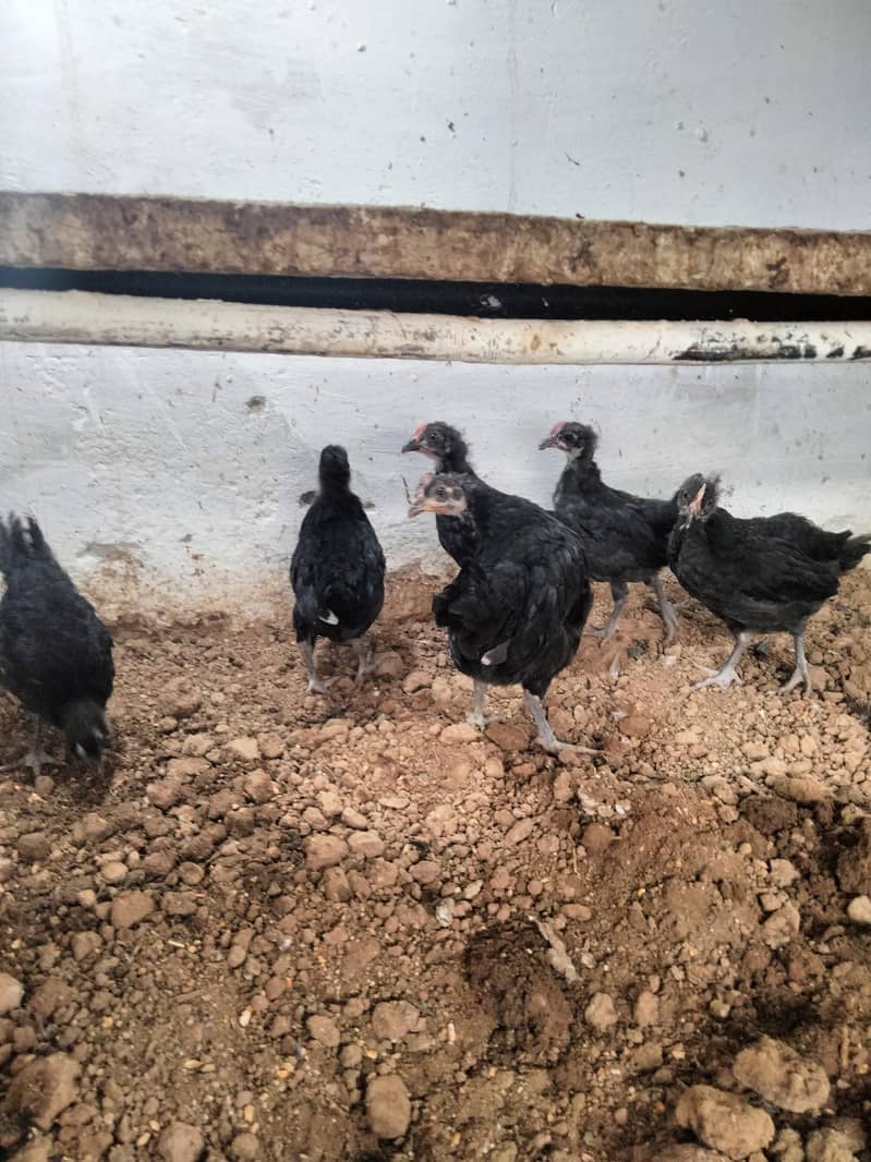 Australorp  chicks 4