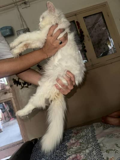 Perisian Different Eyes Cat Male Trained 03036019301 whstapp call